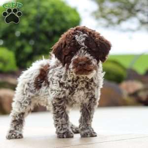 Bluey, Lagotto Romagnolo Puppy